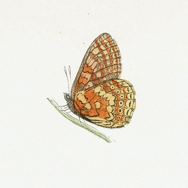 ޡҥ祦 GREASY FRITILLARY ĳХե饤  ꥹ ƥ ǲ 1908ǯ 1046
