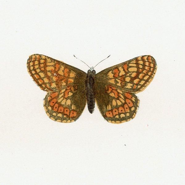ޡҥ祦 GREASY FRITILLARY ĳХե饤  ꥹ ƥ ǲ 1908ǯ 1046