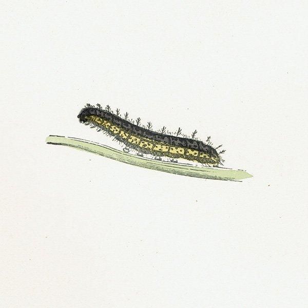 ޡҥ祦 GREASY FRITILLARY ĳХե饤  ꥹ ƥ ǲ 1908ǯ 1046