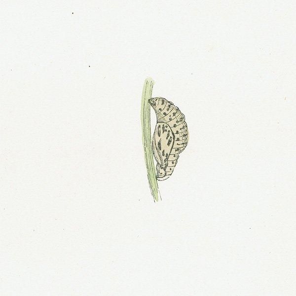 ޡҥ祦 GREASY FRITILLARY ĳХե饤  ꥹ ƥ ǲ 1908ǯ 1046