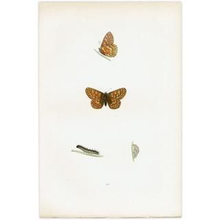 蝶(Butterfly) - インテリアにプラスしたくなる アンティーク 蝶(Butterfly) - インテリアにプラスしたくなる アンティーク