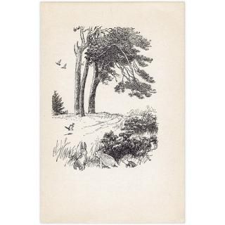 Winnie-the-Pooh ޤΥס ơץ 1965ǯǤʥ饷åס 2102
