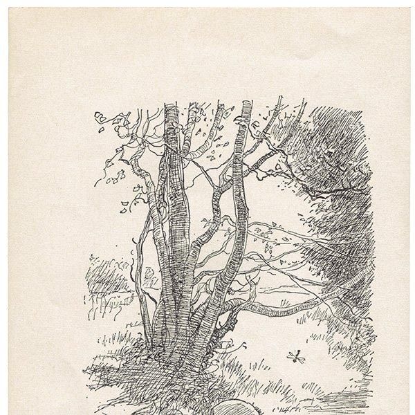Winnie-the-Pooh ޤΥס 衼 ơץ 1965ǯǤʥ饷åס 2109