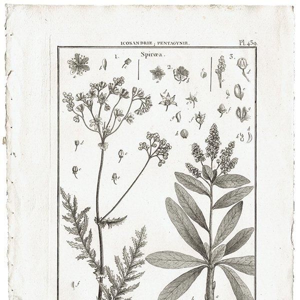 Υ ܥ˥륢 Spiraea Хʥĥ° ʪ 1793ǯ ե ޥ륯 (Lamarck) 1026