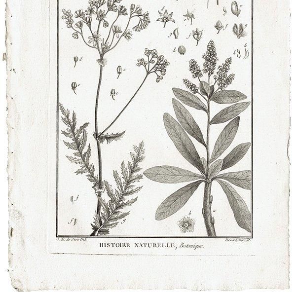 Υ ܥ˥륢 Spiraea Хʥĥ° ʪ 1793ǯ ե ޥ륯 (Lamarck) 1026
