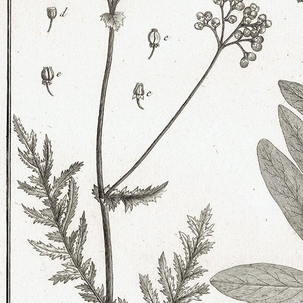Υ ܥ˥륢 Spiraea Хʥĥ° ʪ 1793ǯ ե ޥ륯 (Lamarck) 1026