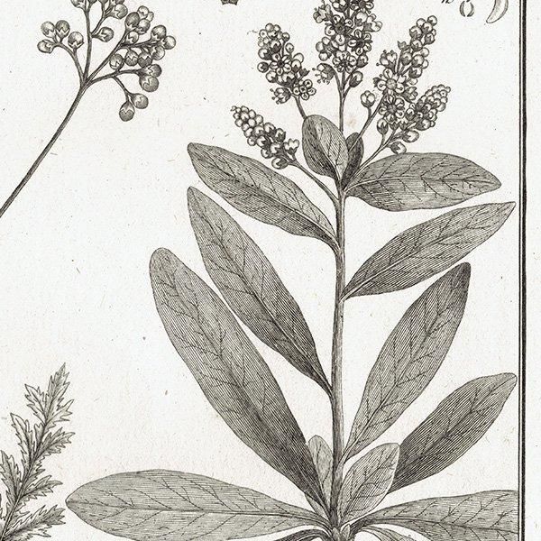 Υ ܥ˥륢 Spiraea Хʥĥ° ʪ 1793ǯ ե ޥ륯 (Lamarck) 1026