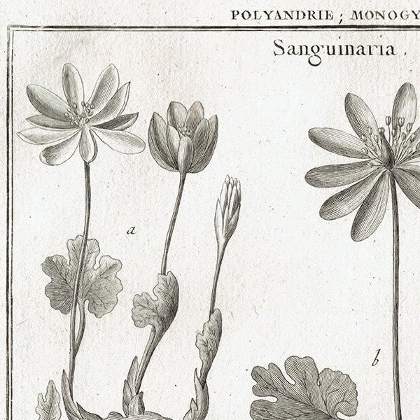 Υ ܥ˥륢 Sanguinaria 󥰥ʥꥢ / Podophyllum ݥɥե ʪ 1793ǯ ե ޥ륯 (Lamarck) 1027