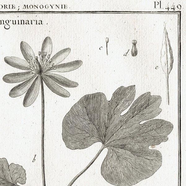 Υ ܥ˥륢 Sanguinaria 󥰥ʥꥢ / Podophyllum ݥɥե ʪ 1793ǯ ե ޥ륯 (Lamarck) 1027