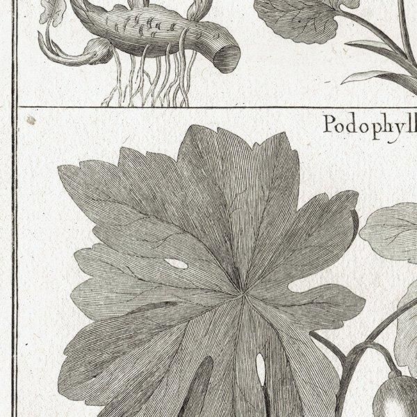 Υ ܥ˥륢 Sanguinaria 󥰥ʥꥢ / Podophyllum ݥɥե ʪ 1793ǯ ե ޥ륯 (Lamarck) 1027