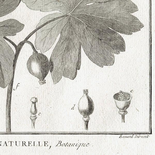 Υ ܥ˥륢 Sanguinaria 󥰥ʥꥢ / Podophyllum ݥɥե ʪ 1793ǯ ե ޥ륯 (Lamarck) 1027