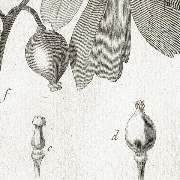 Υ ܥ˥륢 Sanguinaria 󥰥ʥꥢ / Podophyllum ݥɥե ʪ 1793ǯ ե ޥ륯 (Lamarck) 1027