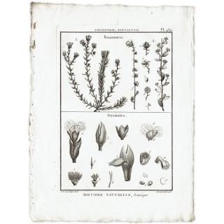 フランスアンティーク 博物画 直 植物画『ASTER CHINKSIS』 多