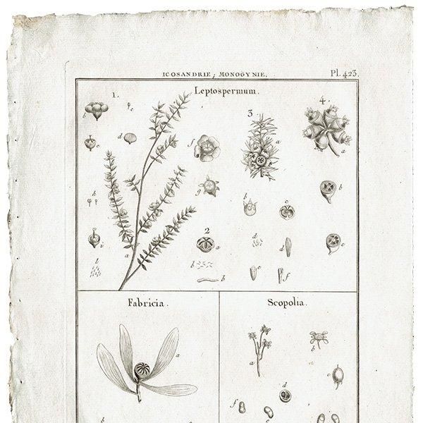 Υ ܥ˥륢 Leptospermum / Fabricia / Scopolia ʪ 1793ǯ Pl.423 ե ޥ륯 (Lamarck) 1030