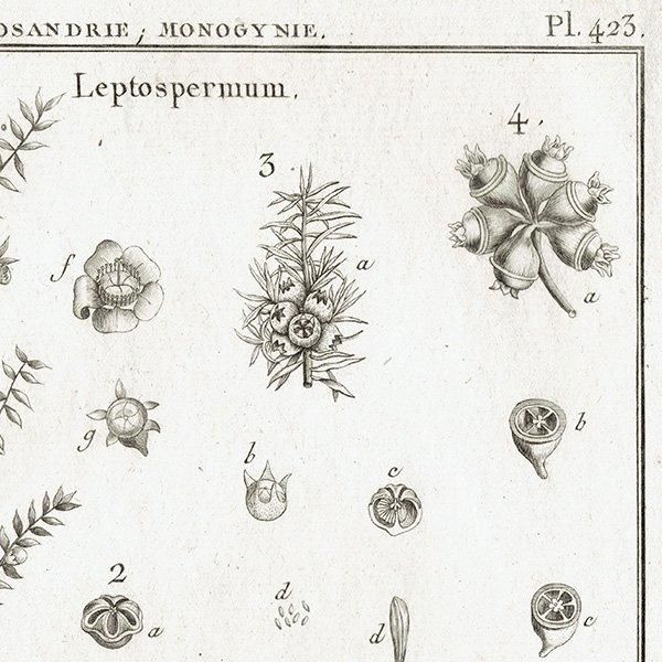 Υ ܥ˥륢 Leptospermum / Fabricia / Scopolia ʪ 1793ǯ Pl.423 ե ޥ륯 (Lamarck) 1030