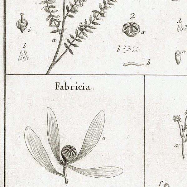 Υ ܥ˥륢 Leptospermum / Fabricia / Scopolia ʪ 1793ǯ Pl.423 ե ޥ륯 (Lamarck) 1030