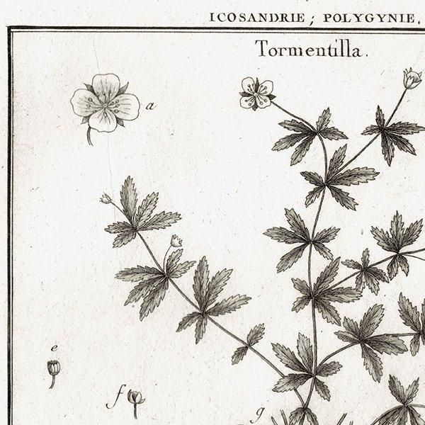 Υ ܥ˥륢 Tormentilla ॷ / Comarum Хʥ ʪ 1793ǯ Pl.444 ե ޥ륯 (Lamarck) 1031