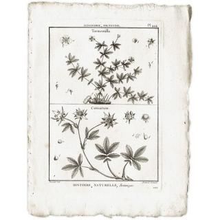 ボタニカルアート（植物画）Botanical アンティーク