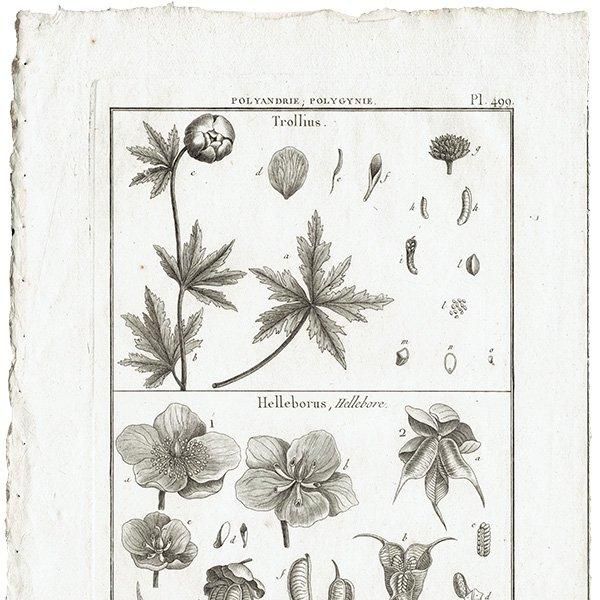 Υ ܥ˥륢 Trollius ȥꥦ / Helleborus ꥹޥ ʪ 1793ǯ ե ޥ륯 (Lamarck) 1032