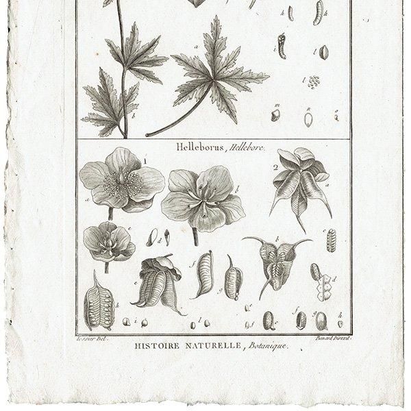 Υ ܥ˥륢 Trollius ȥꥦ / Helleborus ꥹޥ ʪ 1793ǯ ե ޥ륯 (Lamarck) 1032
