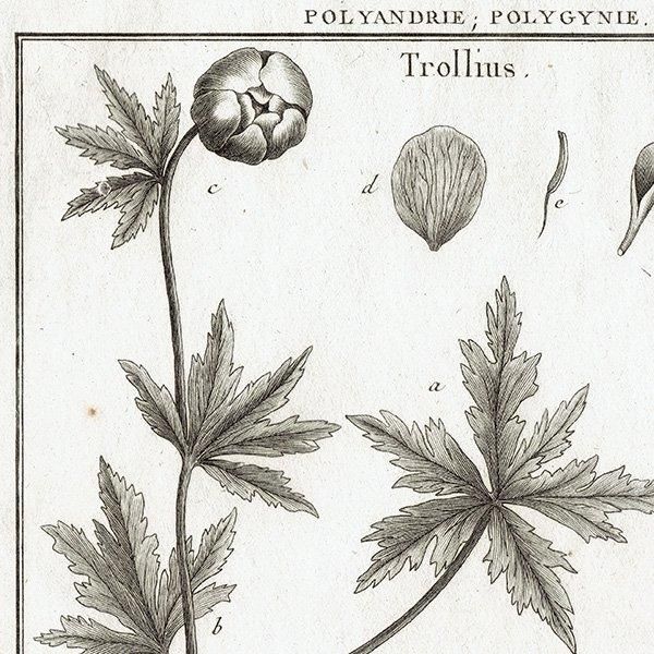 Υ ܥ˥륢 Trollius ȥꥦ / Helleborus ꥹޥ ʪ 1793ǯ ե ޥ륯 (Lamarck) 1032