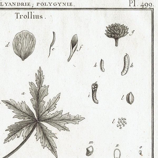Υ ܥ˥륢 Trollius ȥꥦ / Helleborus ꥹޥ ʪ 1793ǯ ե ޥ륯 (Lamarck) 1032