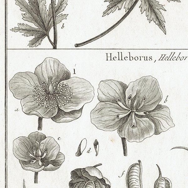Υ ܥ˥륢 Trollius ȥꥦ / Helleborus ꥹޥ ʪ 1793ǯ ե ޥ륯 (Lamarck) 1032