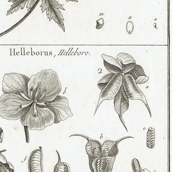 Υ ܥ˥륢 Trollius ȥꥦ / Helleborus ꥹޥ ʪ 1793ǯ ե ޥ륯 (Lamarck) 1032
