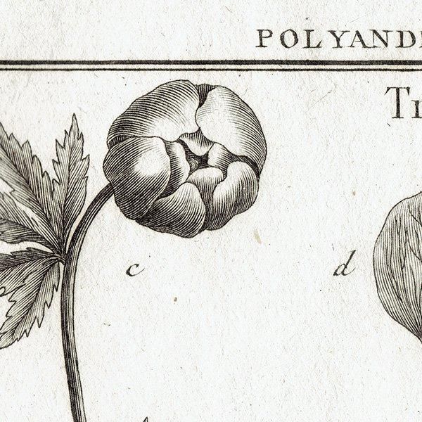 Υ ܥ˥륢 Trollius ȥꥦ / Helleborus ꥹޥ ʪ 1793ǯ ե ޥ륯 (Lamarck) 1032