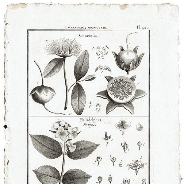 Υ ܥ˥륢 Sonneratia ϥޥ / Philadelphus Хĥ ʪ 1793ǯ ե ޥ륯 (Lamarck) 1033