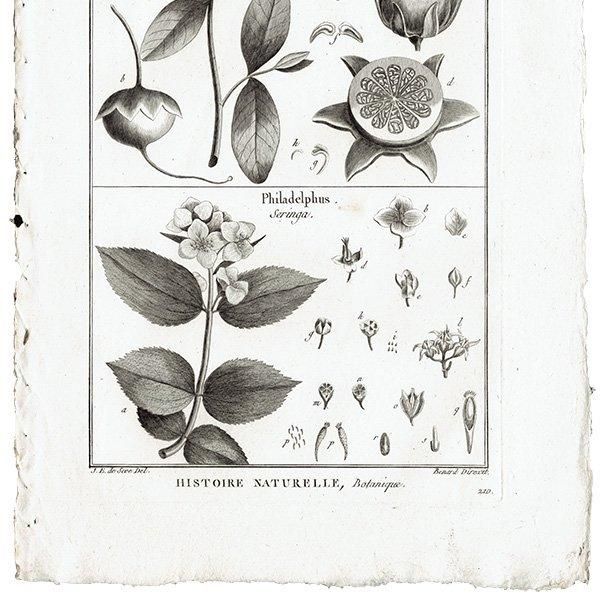 Υ ܥ˥륢 Sonneratia ϥޥ / Philadelphus Хĥ ʪ 1793ǯ ե ޥ륯 (Lamarck) 1033