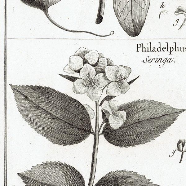Υ ܥ˥륢 Sonneratia ϥޥ / Philadelphus Хĥ ʪ 1793ǯ ե ޥ륯 (Lamarck) 1033