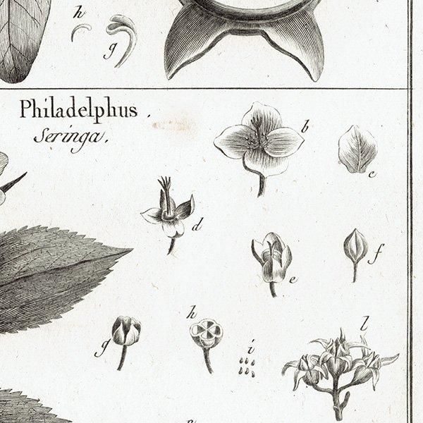 Υ ܥ˥륢 Sonneratia ϥޥ / Philadelphus Хĥ ʪ 1793ǯ ե ޥ륯 (Lamarck) 1033