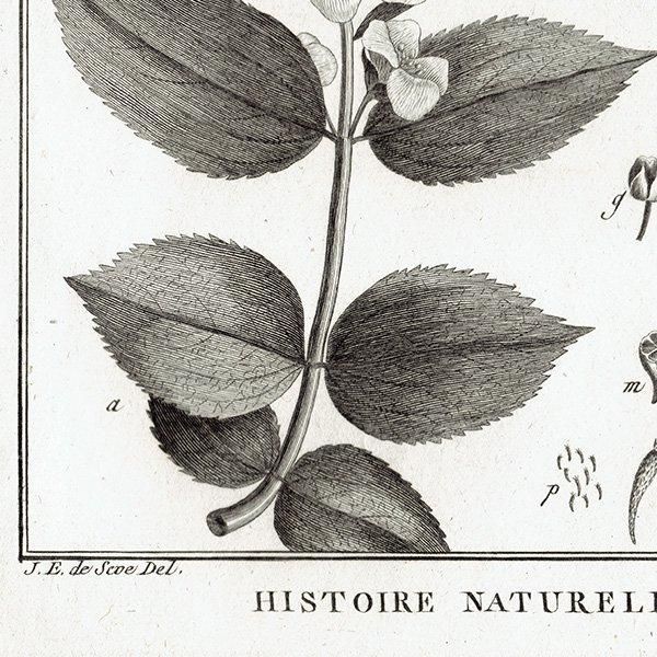 Υ ܥ˥륢 Sonneratia ϥޥ / Philadelphus Хĥ ʪ 1793ǯ ե ޥ륯 (Lamarck) 1033