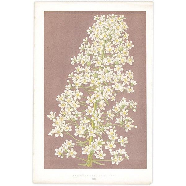ܥ˥륢 SAXIFRAGA LONGIFOLIA VERA / 業Υ ѹ ʪ 1872ǯ 0702