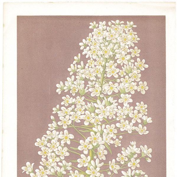 ܥ˥륢 SAXIFRAGA LONGIFOLIA VERA / 業Υ ѹ ʪ 1872ǯ 0702
