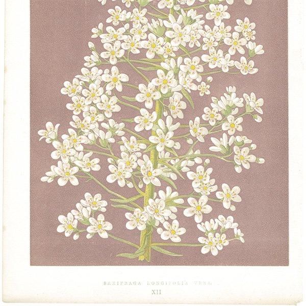 ܥ˥륢 SAXIFRAGA LONGIFOLIA VERA / 業Υ ѹ ʪ 1872ǯ 0702