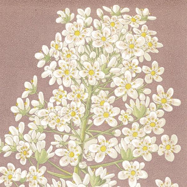 ܥ˥륢 SAXIFRAGA LONGIFOLIA VERA / 業Υ ѹ ʪ 1872ǯ 0702