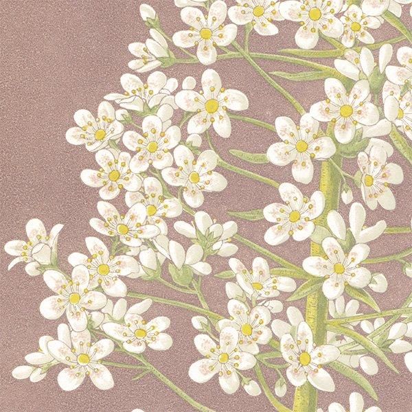 ܥ˥륢 SAXIFRAGA LONGIFOLIA VERA / 業Υ ѹ ʪ 1872ǯ 0702