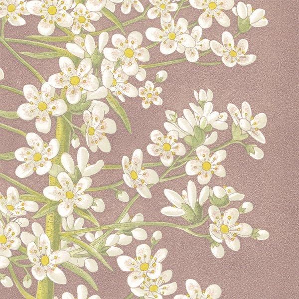 ܥ˥륢 SAXIFRAGA LONGIFOLIA VERA / 業Υ ѹ ʪ 1872ǯ 0702
