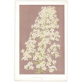 ܥ˥륢 SAXIFRAGA LONGIFOLIA VERA / 業Υ ѹ ʪ 1872ǯ 0702