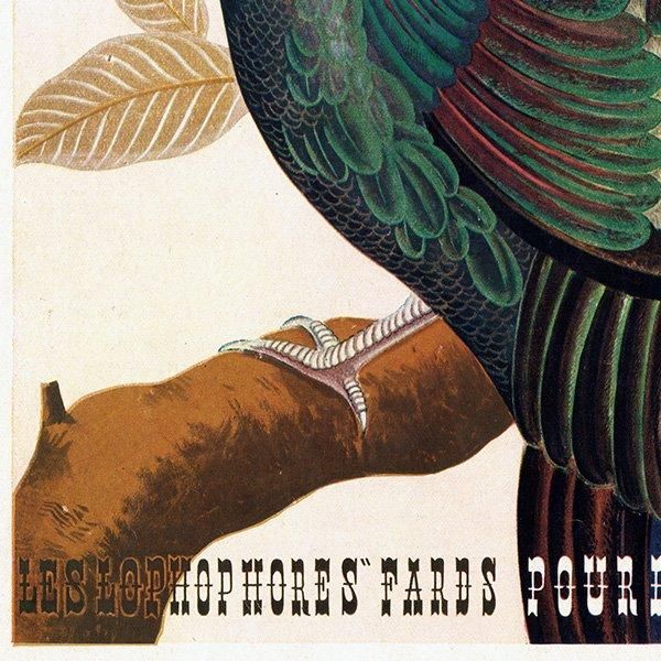 ե ơ / CARON   ʥơ1946ǯ 0502