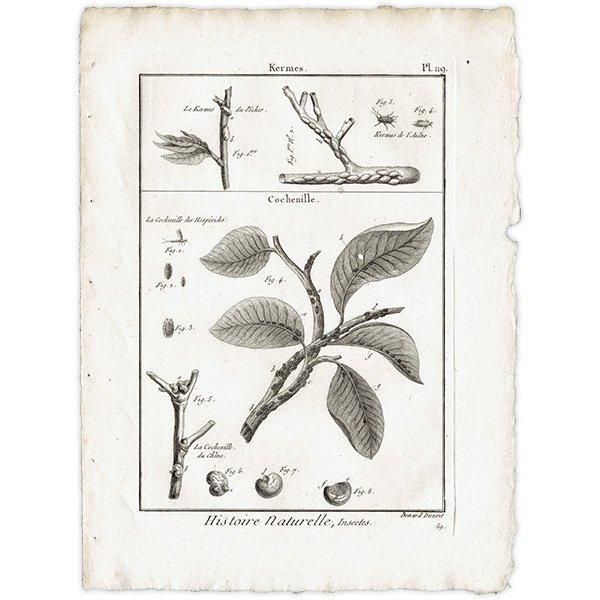 Υ Kermes ᥹ / Cochenille ॷ ʪ ʪ 1793ǯ Pl.119 ե ޥ륯 (Lamarck) 1035