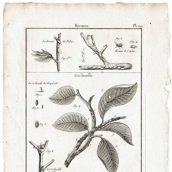 Υ Kermes ᥹ / Cochenille ॷ ʪ ʪ 1793ǯ Pl.119 ե ޥ륯 (Lamarck) 1035