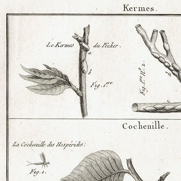 Υ Kermes ᥹ / Cochenille ॷ ʪ ʪ 1793ǯ Pl.119 ե ޥ륯 (Lamarck) 1035