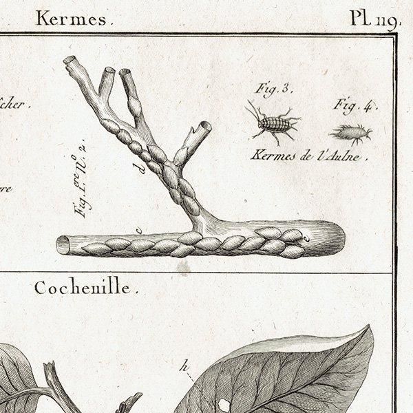 Υ Kermes ᥹ / Cochenille ॷ ʪ ʪ 1793ǯ Pl.119 ե ޥ륯 (Lamarck) 1035