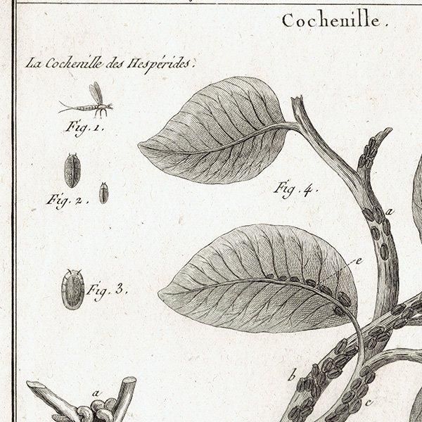 Υ Kermes ᥹ / Cochenille ॷ ʪ ʪ 1793ǯ Pl.119 ե ޥ륯 (Lamarck) 1035