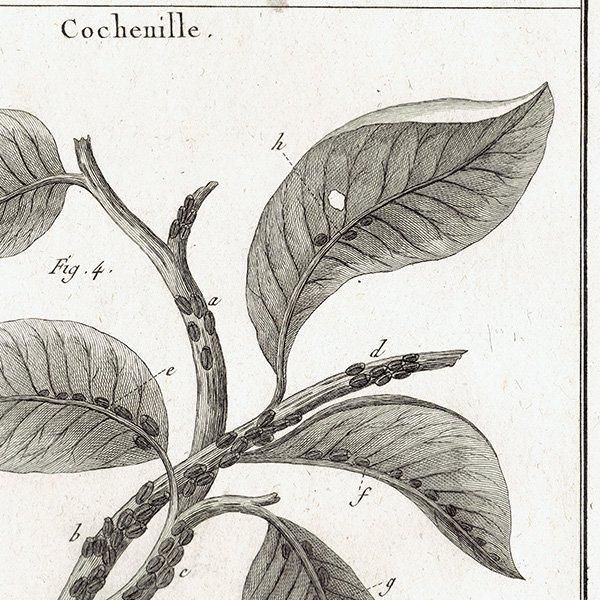 Υ Kermes ᥹ / Cochenille ॷ ʪ ʪ 1793ǯ Pl.119 ե ޥ륯 (Lamarck) 1035