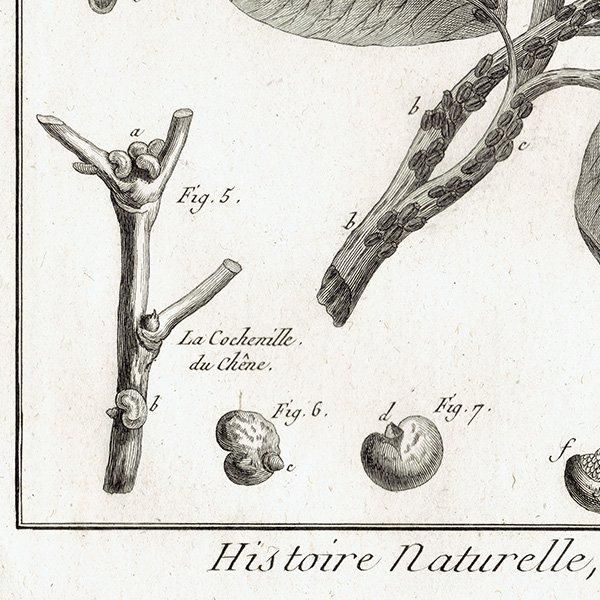 Υ Kermes ᥹ / Cochenille ॷ ʪ ʪ 1793ǯ Pl.119 ե ޥ륯 (Lamarck) 1035