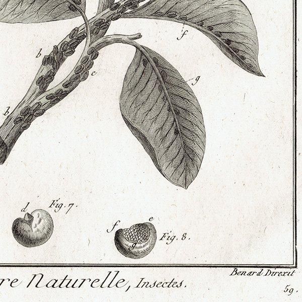 Υ Kermes ᥹ / Cochenille ॷ ʪ ʪ 1793ǯ Pl.119 ե ޥ륯 (Lamarck) 1035
